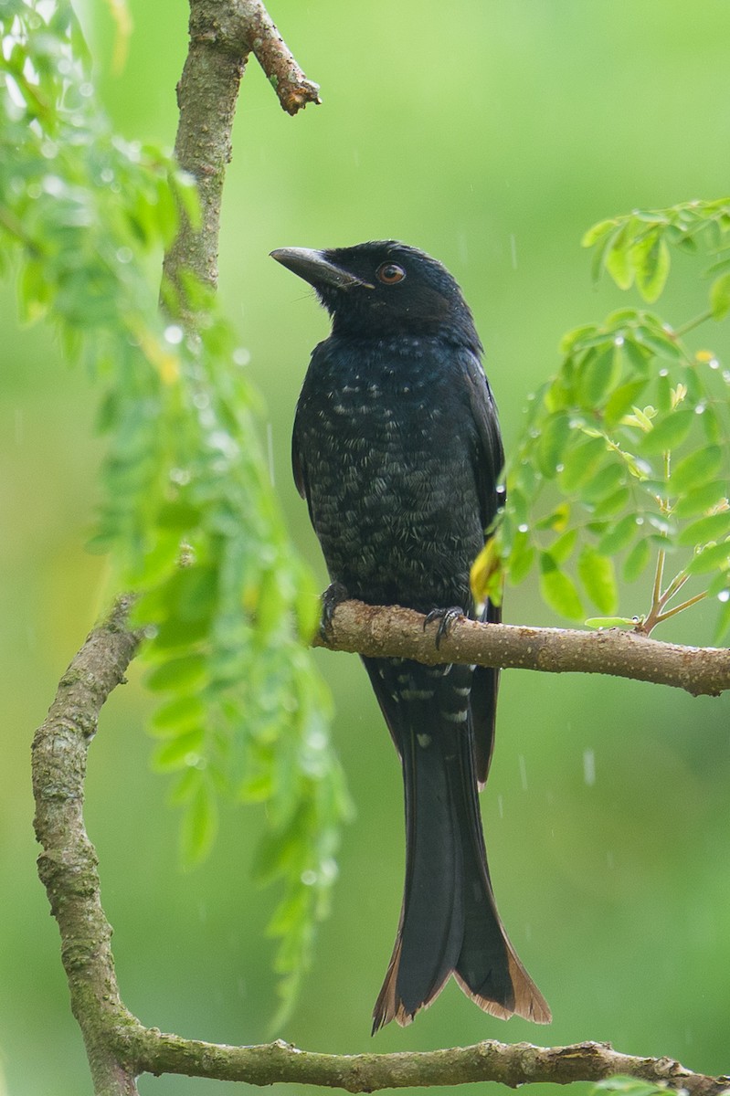 Crow-billed Drongo - ML645536163