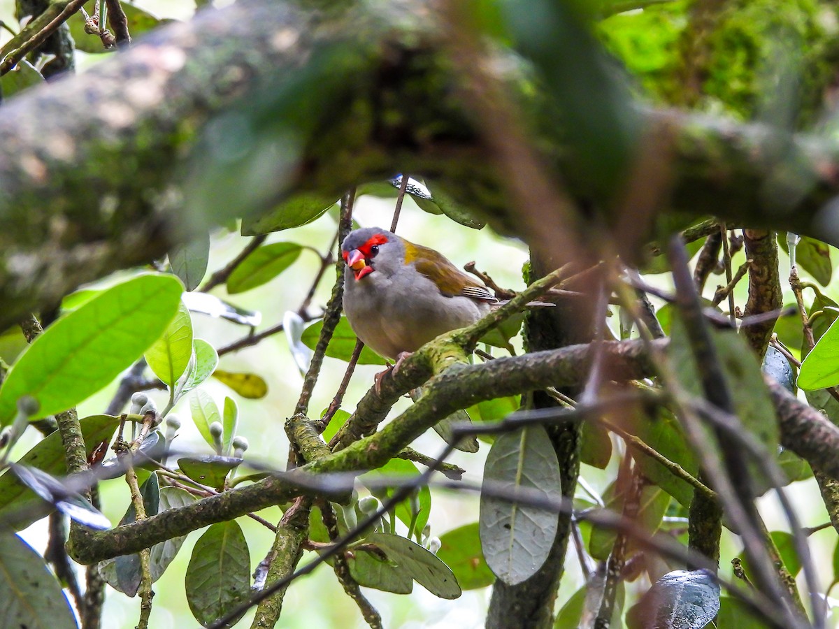 Red-browed Firetail - ML645536204