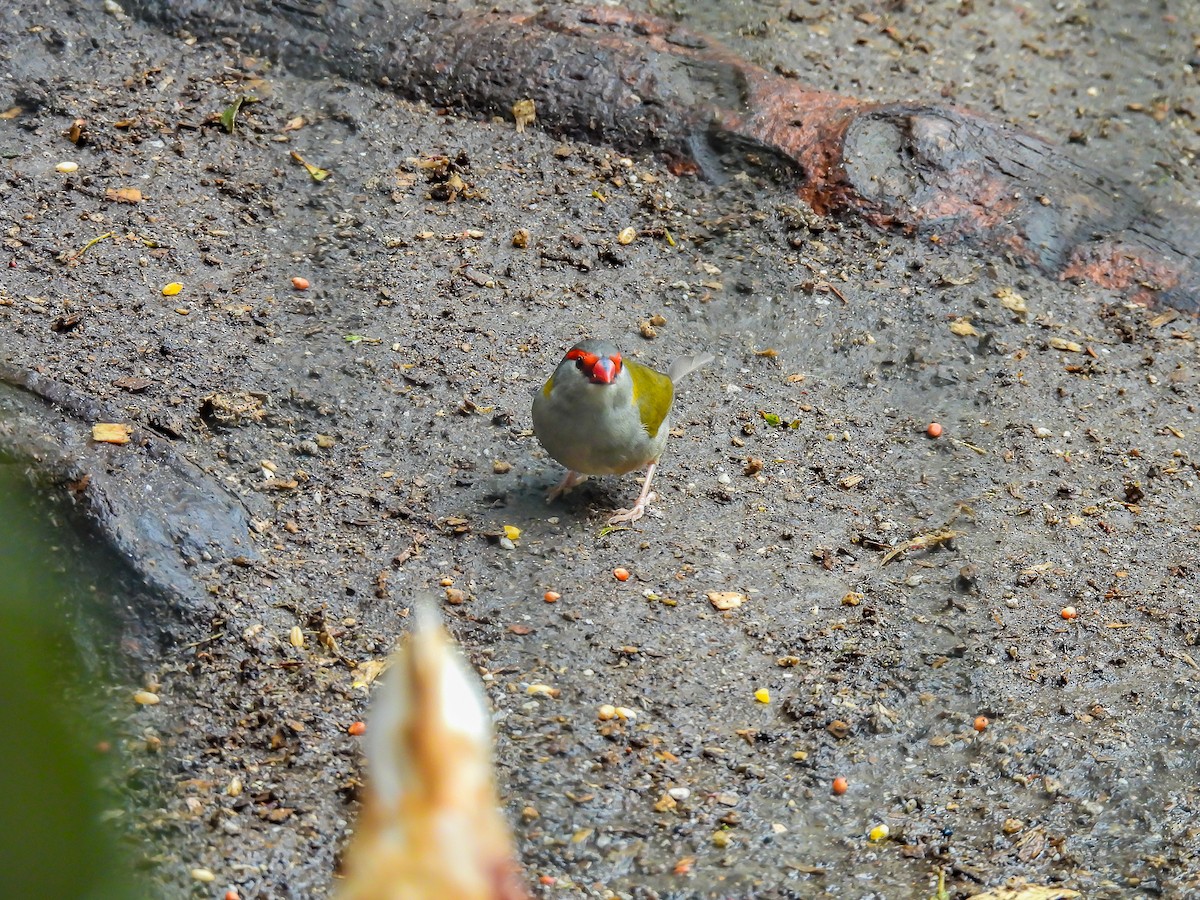 Red-browed Firetail - ML645536205