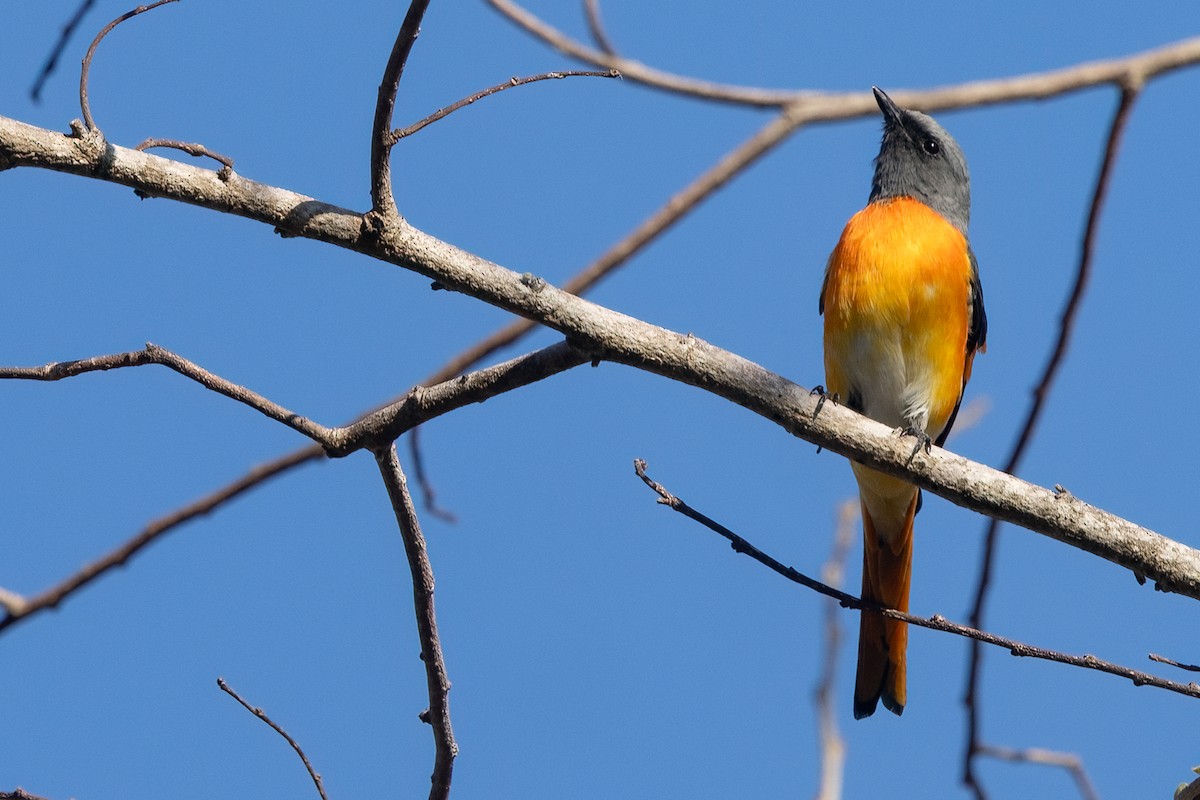 Zwergmennigvogel - ML645536206