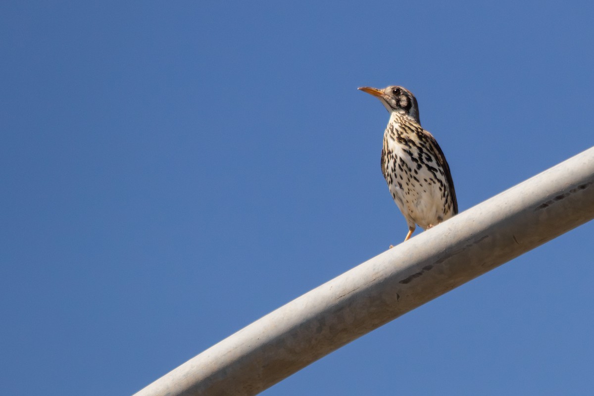 Groundscraper Thrush - ML645536209