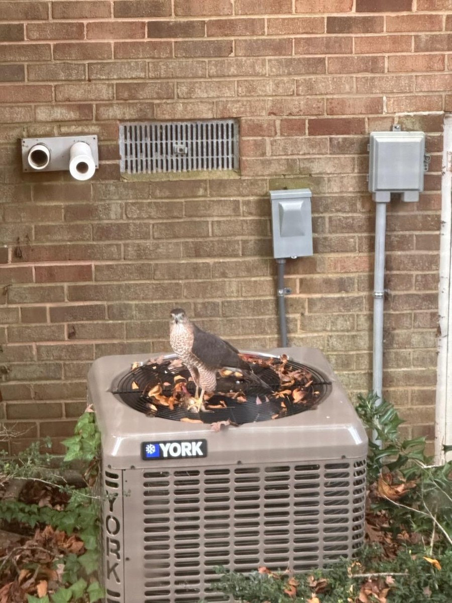 Cooper's Hawk - ML645536210