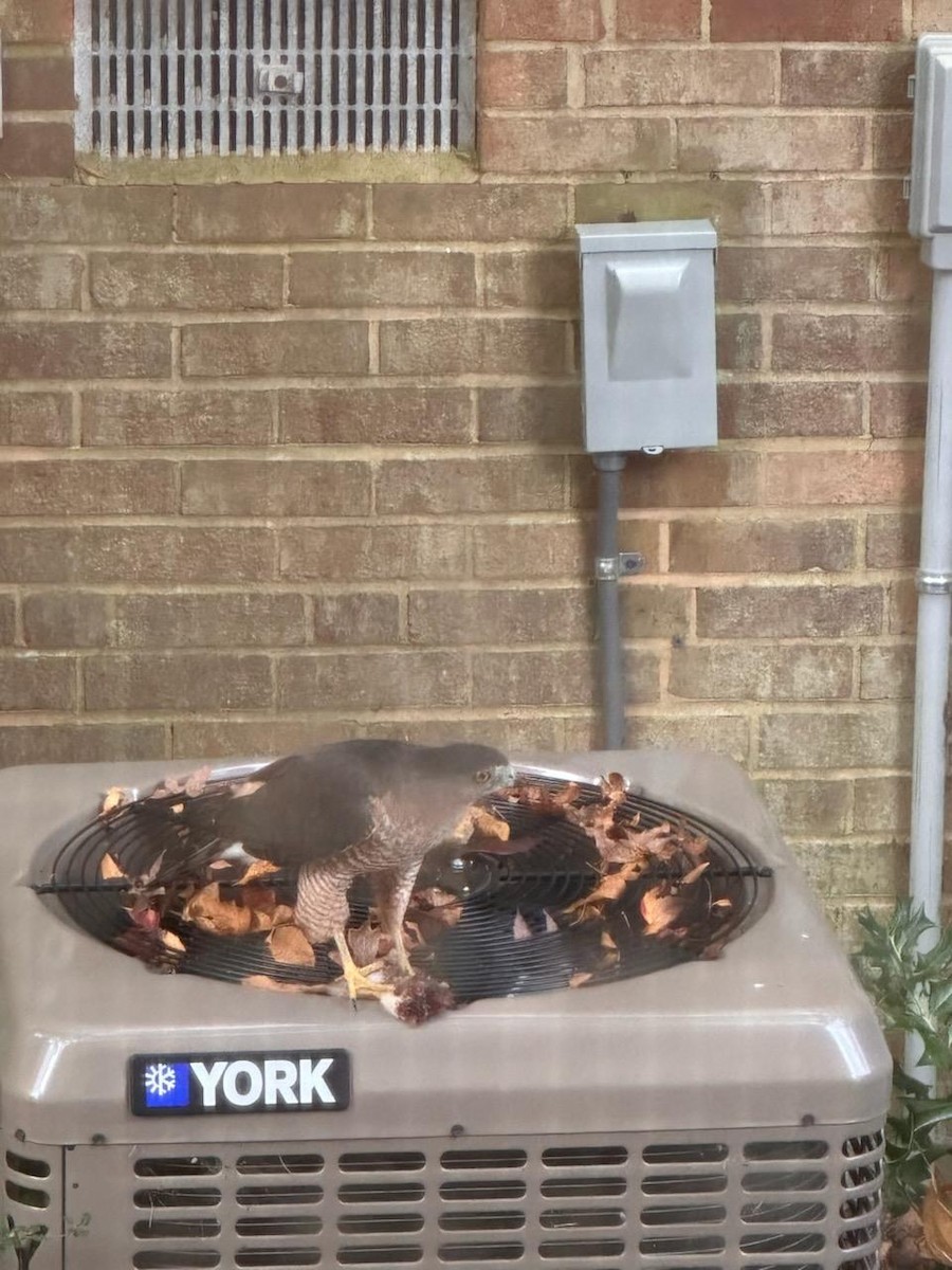 Cooper's Hawk - ML645536211