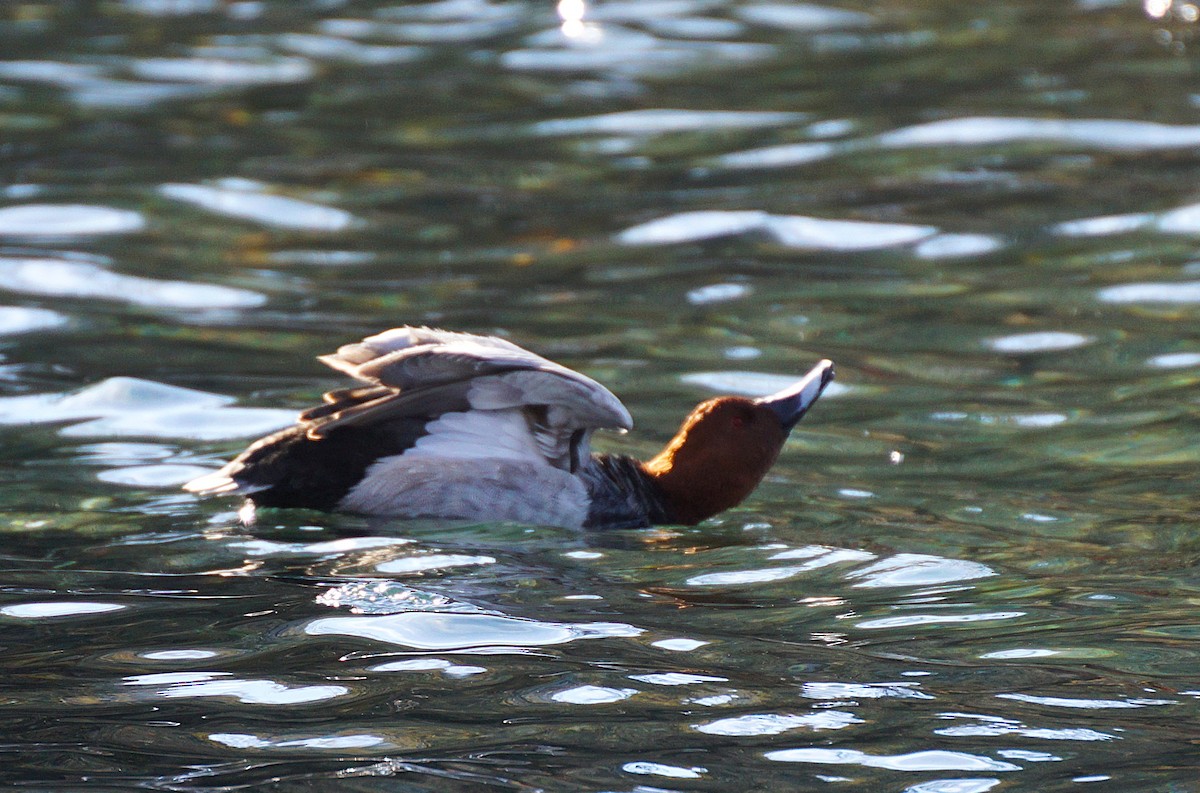 Common Pochard - ML645536216