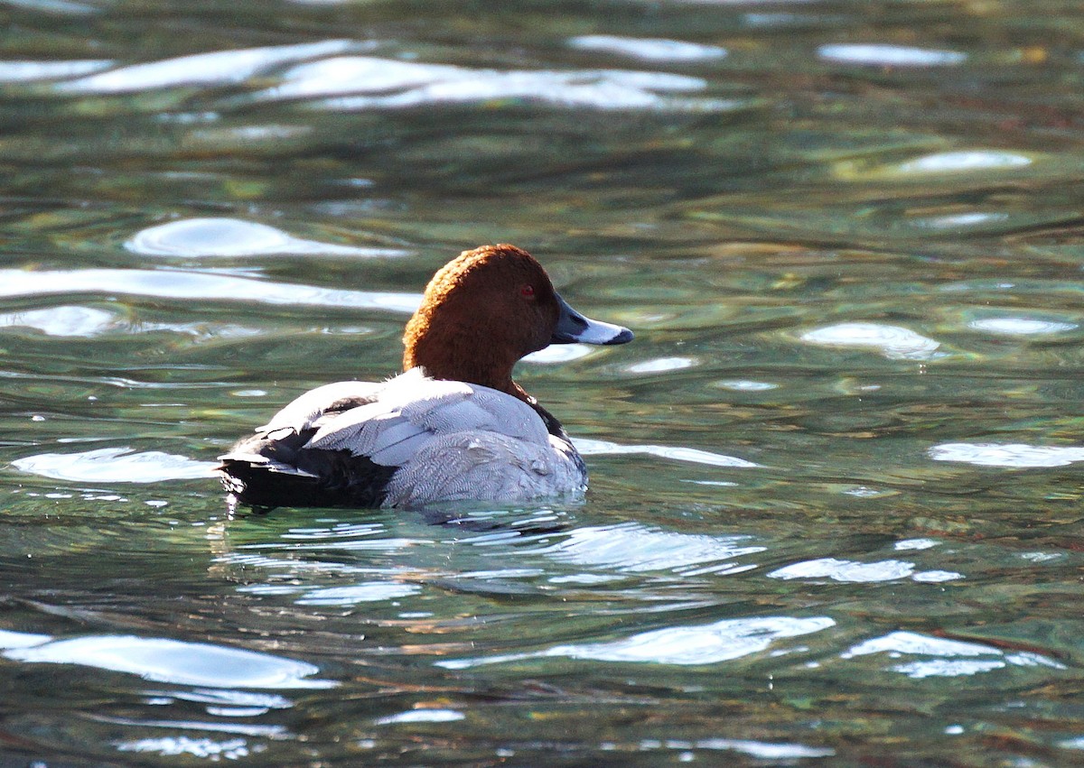Common Pochard - ML645536218