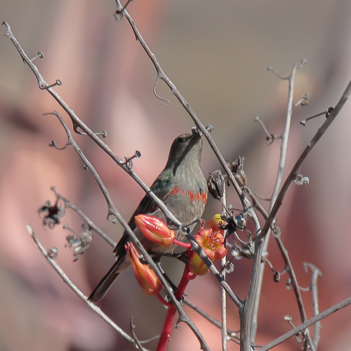 Southern Double-collared Sunbird - ML645536272