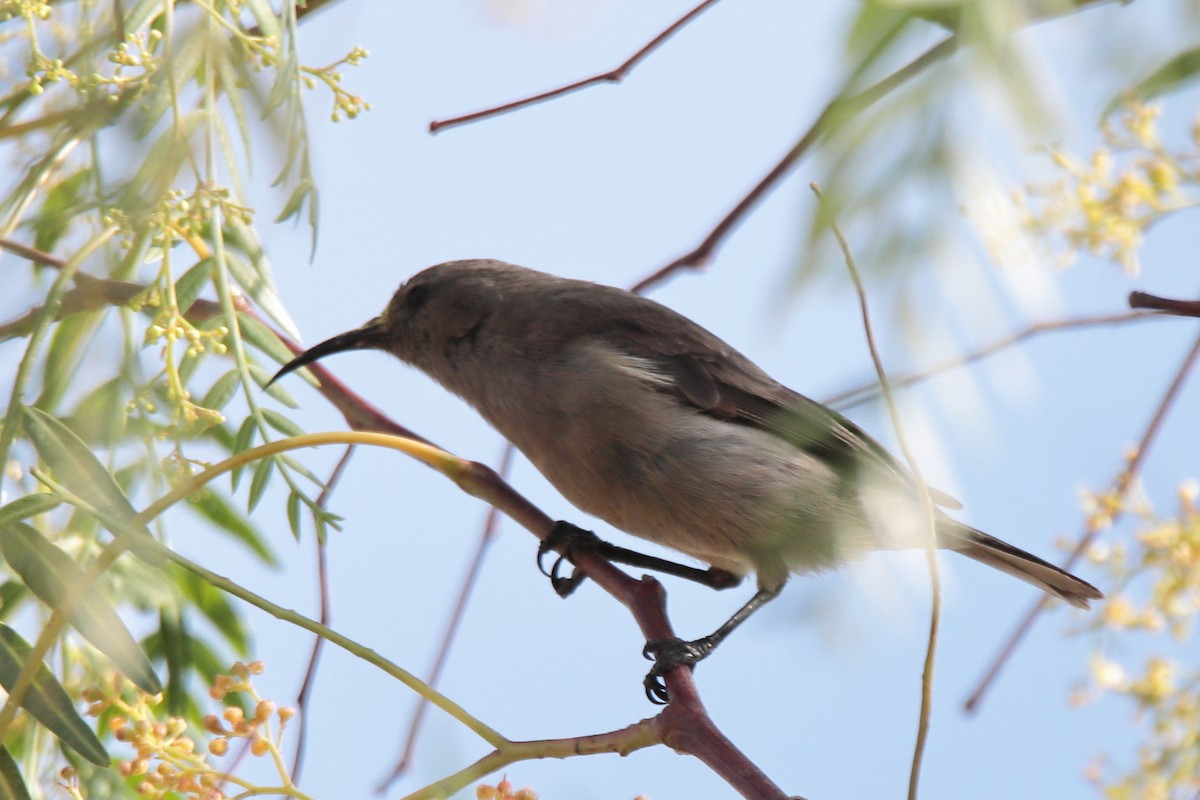 Southern Double-collared Sunbird - ML645536273