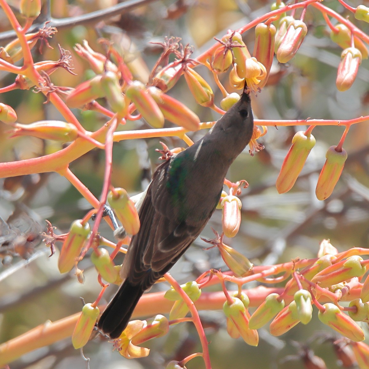 Southern Double-collared Sunbird - ML645536274