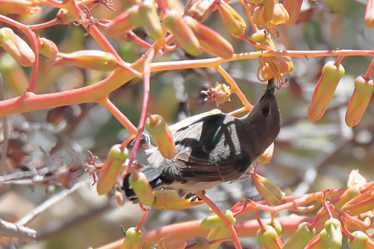 Southern Double-collared Sunbird - ML645536275