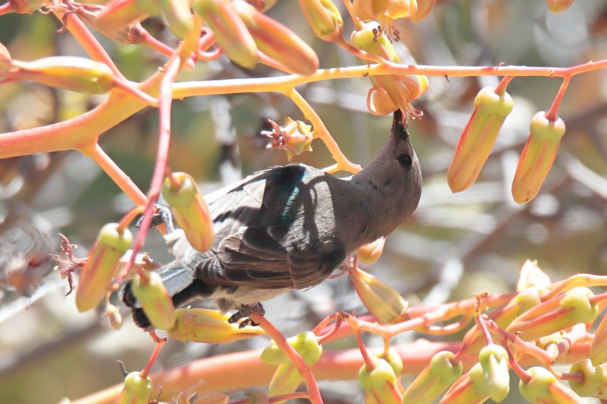 Southern Double-collared Sunbird - ML645536276