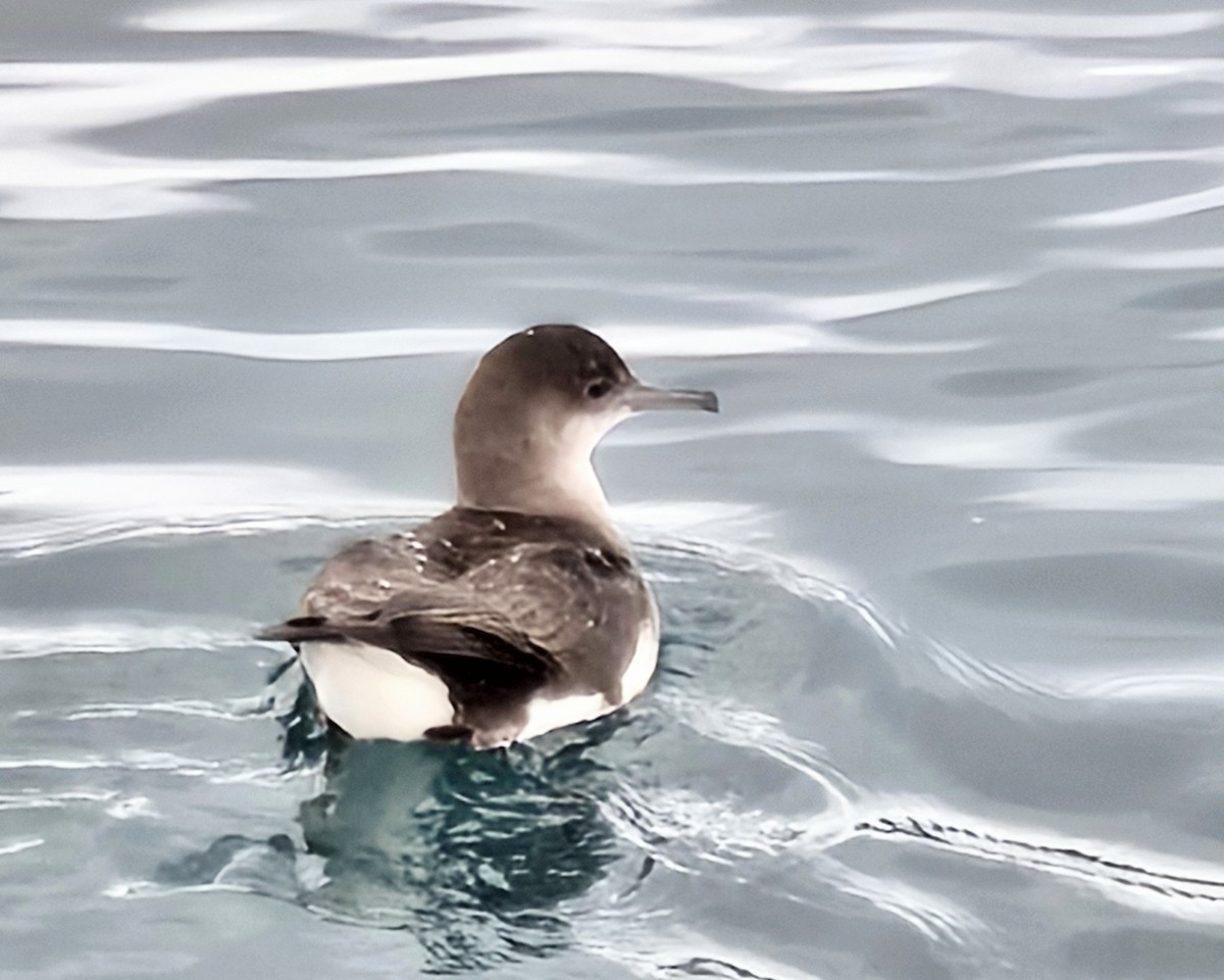 Fluttering Shearwater - ML645536291