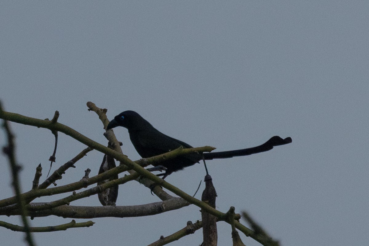 Racket-tailed Treepie - ML645536292