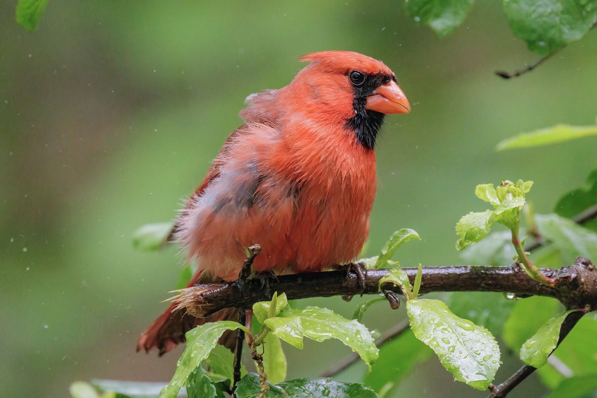 rødkardinal - ML645536301