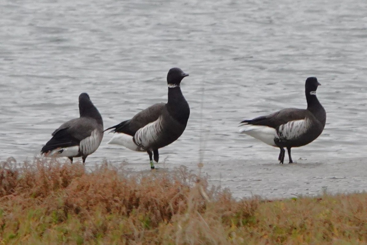 ringgås - ML645536302