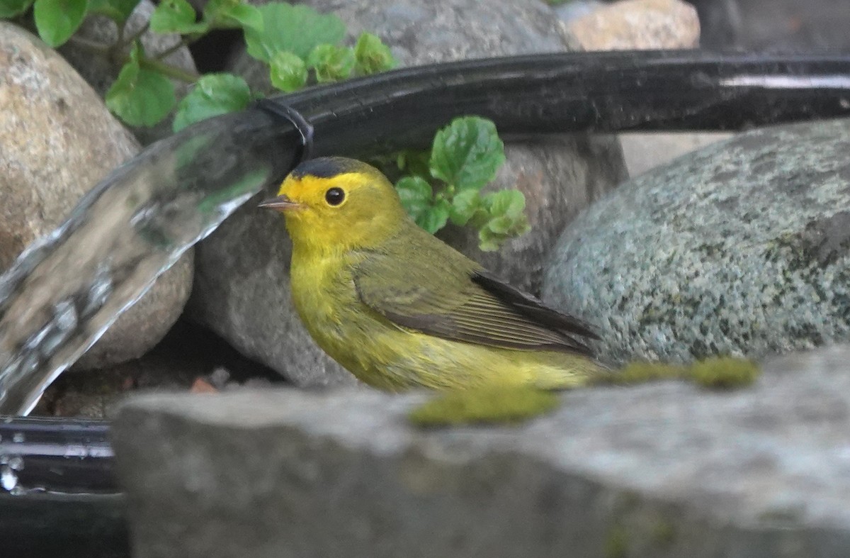 kalottparula - ML645536303