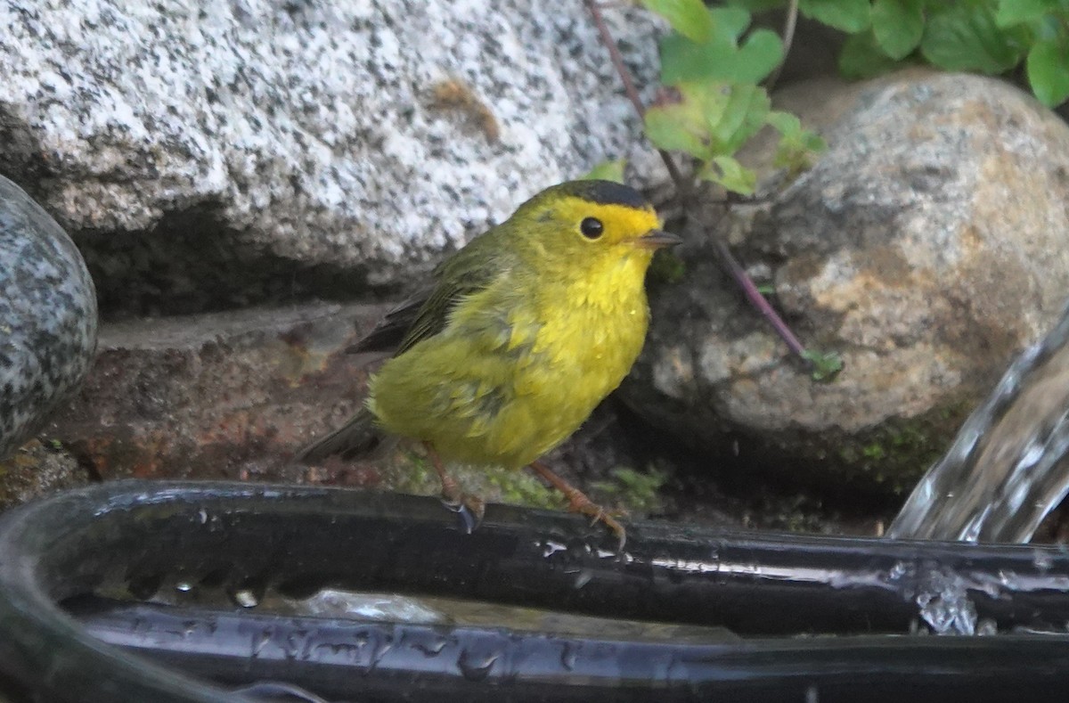 kalottparula - ML645536306