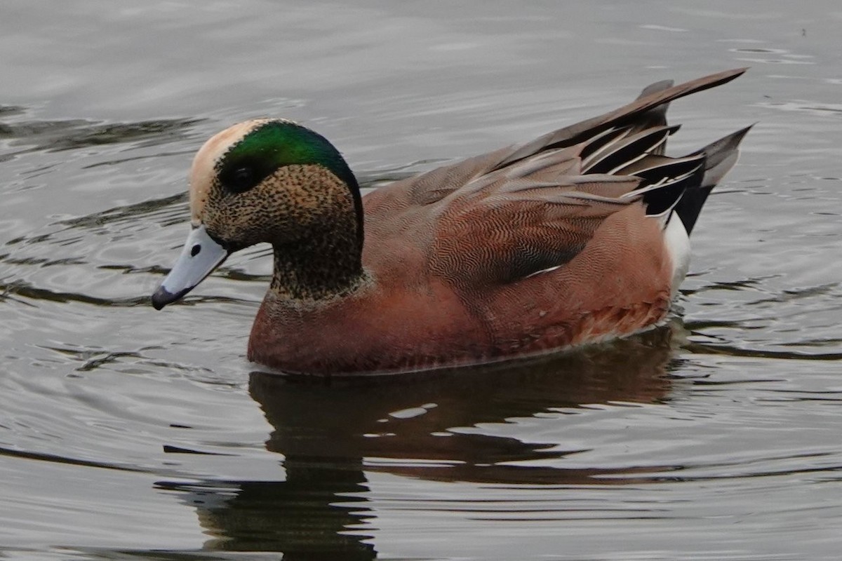 amerikablesand - ML645536309