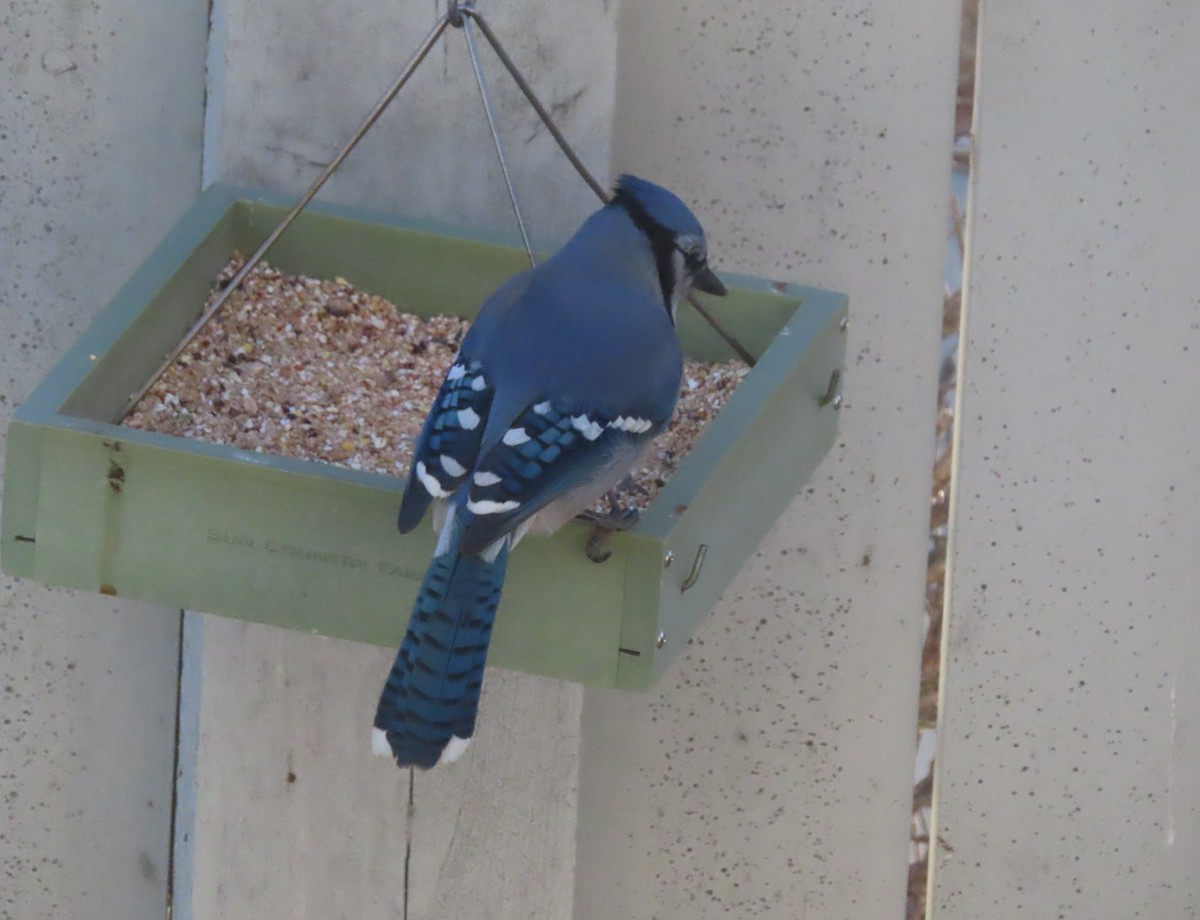 blåskrike - ML645536310