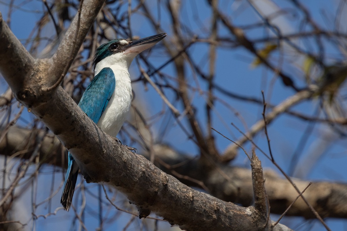 jadeisfugl - ML645536311