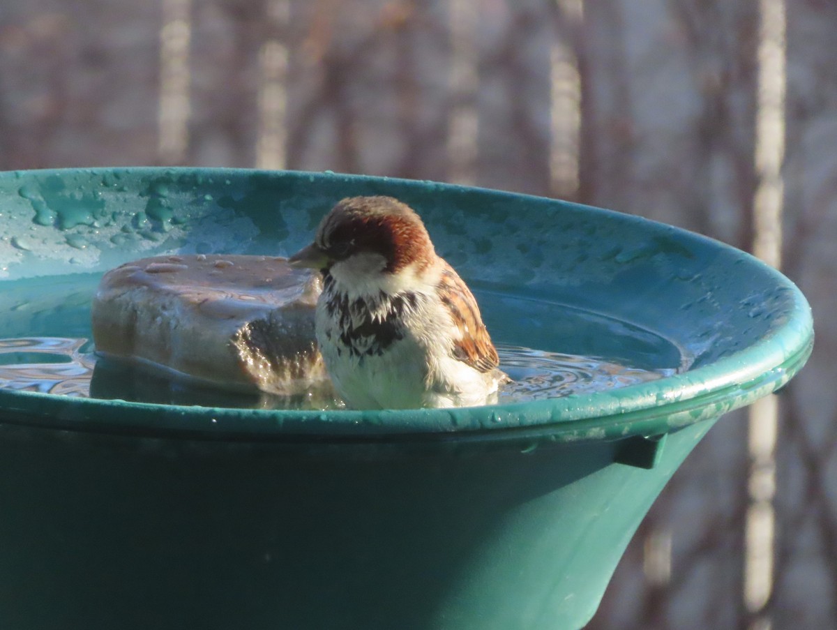 gråspurv - ML645536312