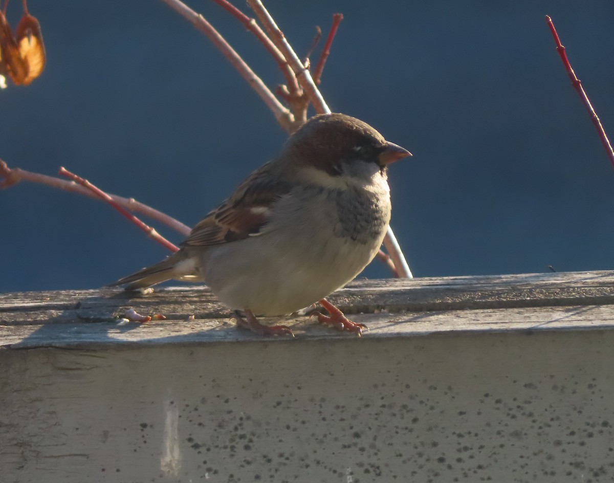 gråspurv - ML645536313