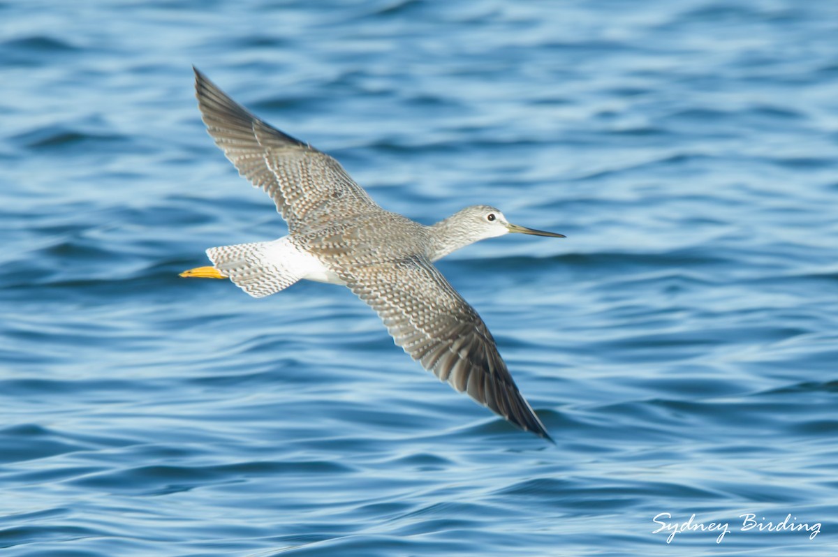 plystresnipe - ML645536314