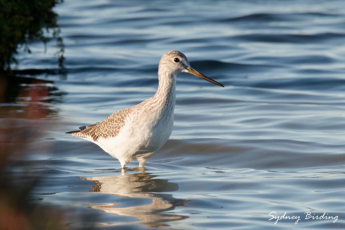 plystresnipe - ML645536315