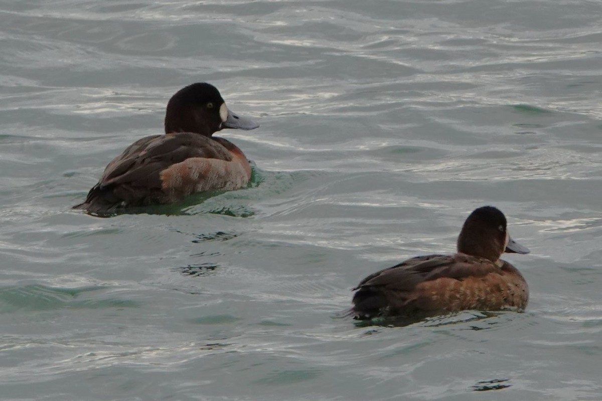 bergand - ML645536317