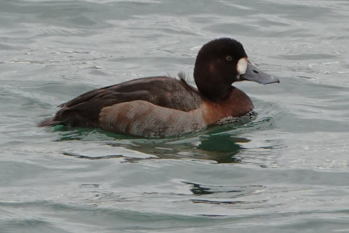 bergand - ML645536318