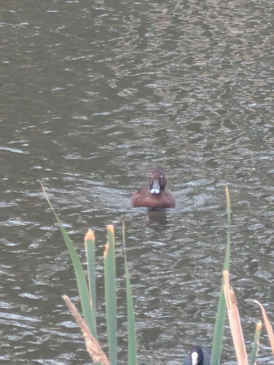 Hardhead - ML645536334