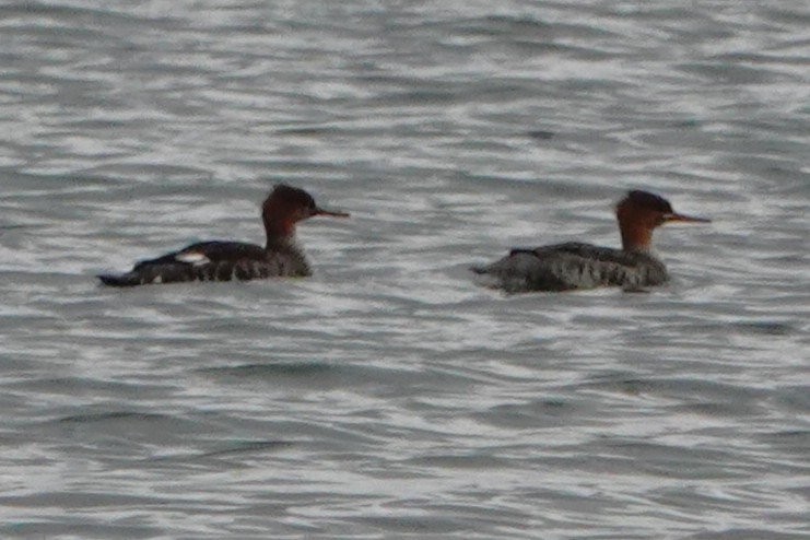Red-breasted Merganser - ML645536335