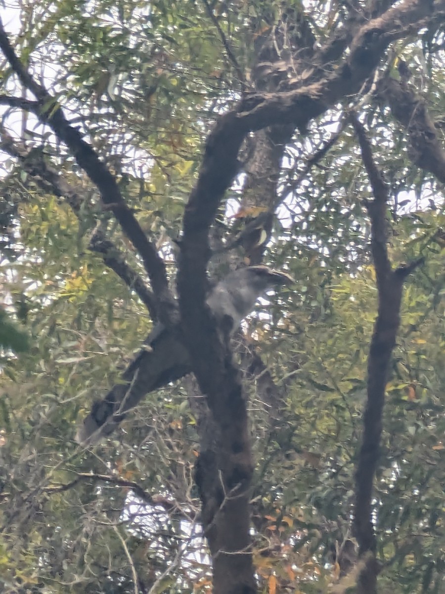 kukačka obrovská - ML645536341