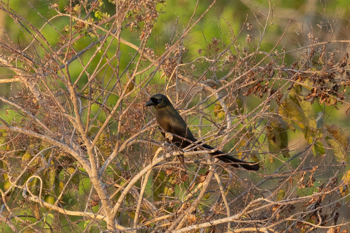 Racket-tailed Treepie - ML645536344