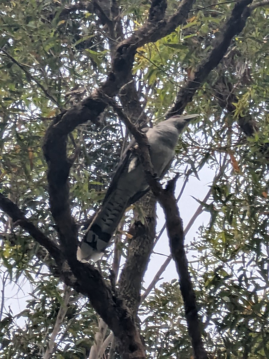 kukačka obrovská - ML645536345