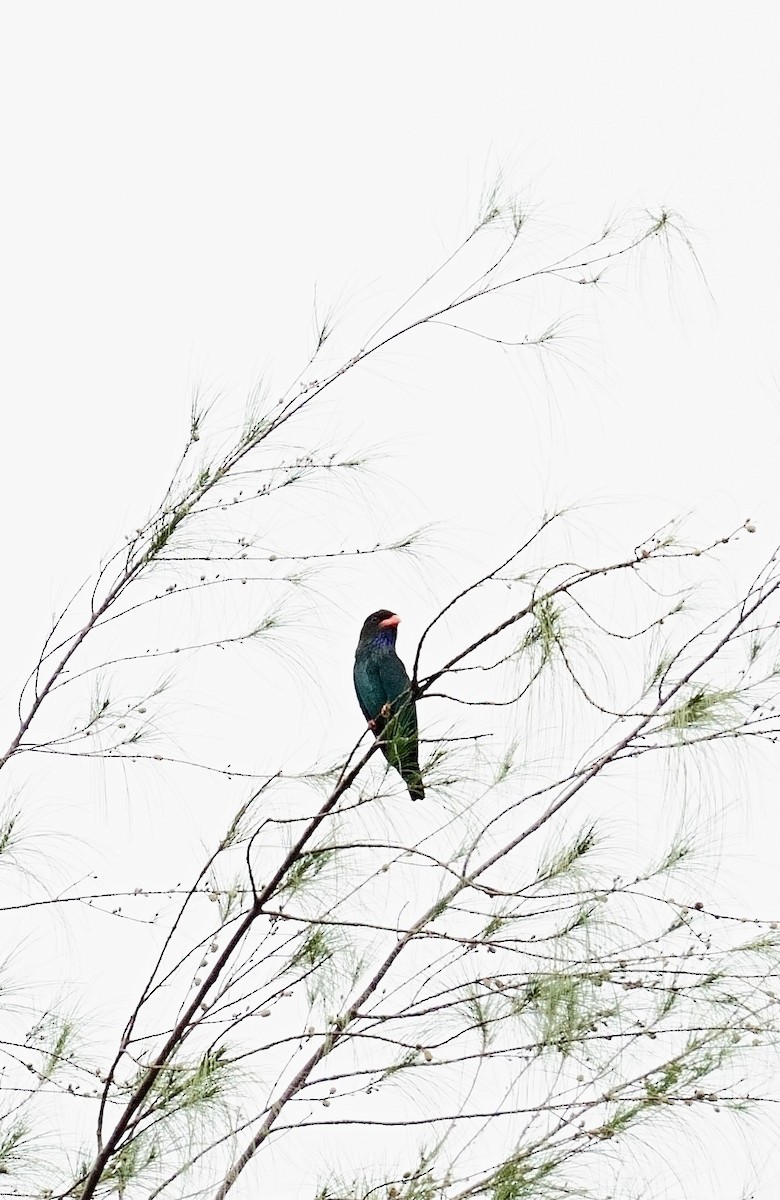 Dollarbird - ML645536347