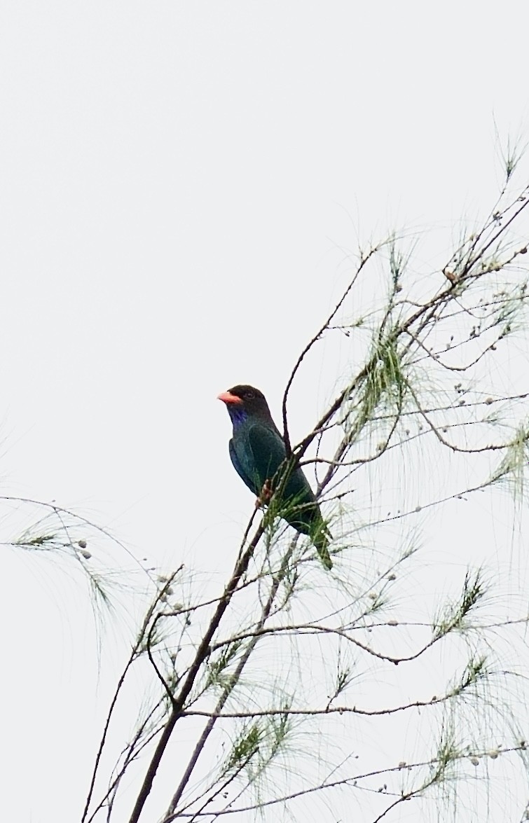 Dollarbird - ML645536348