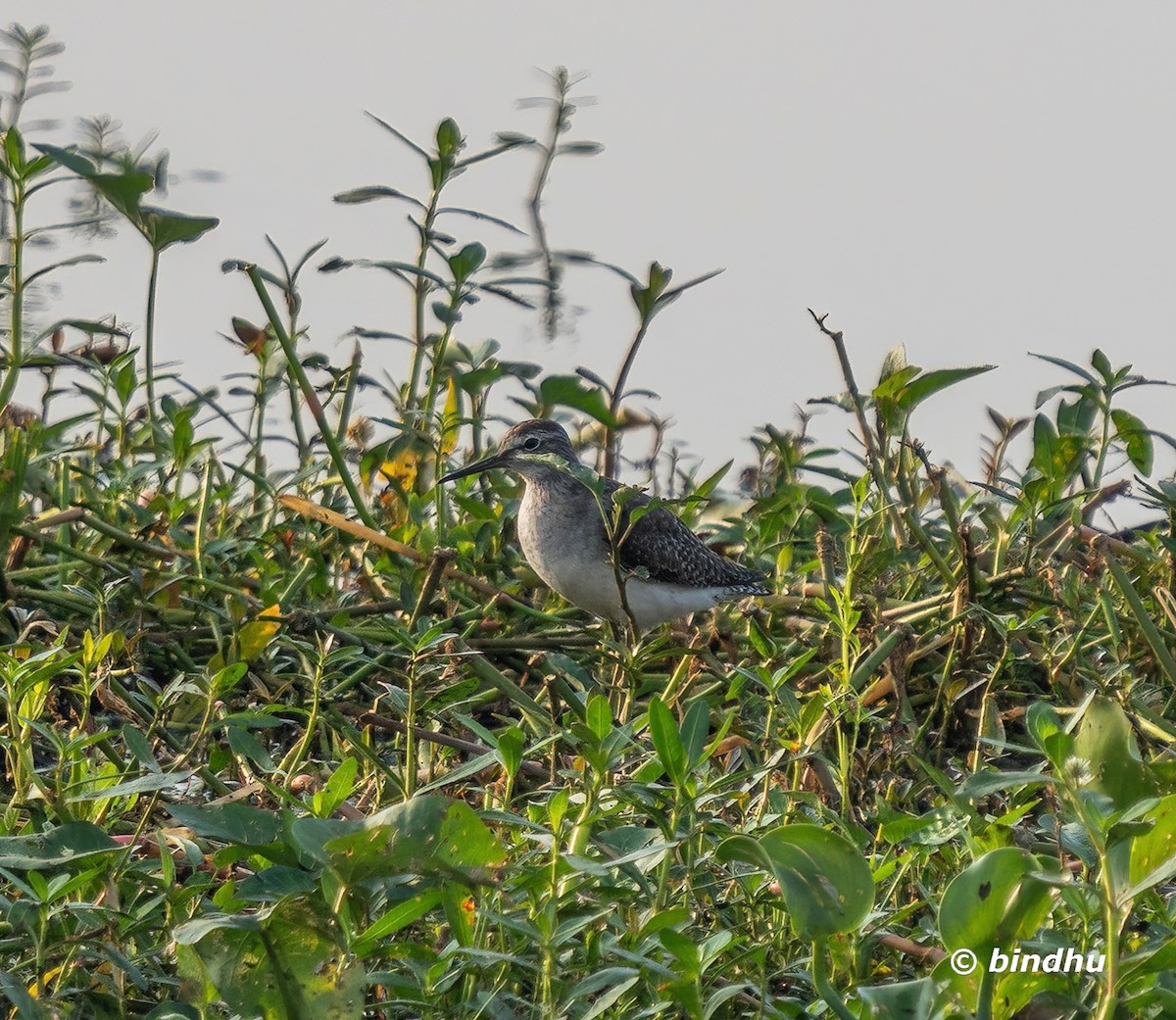 vodouš bahenní - ML645536351