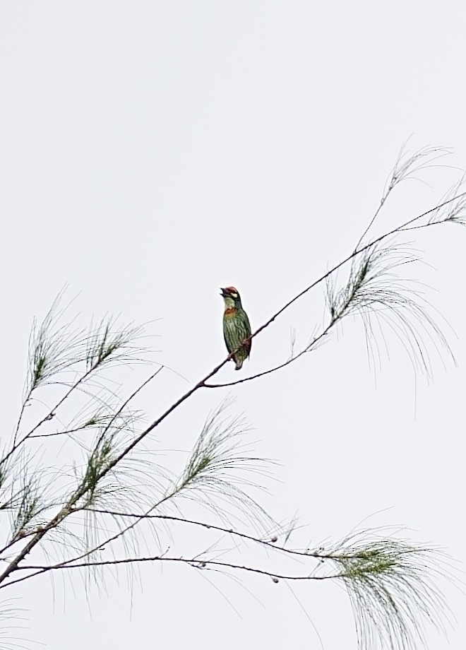 Coppersmith Barbet - ML645536354