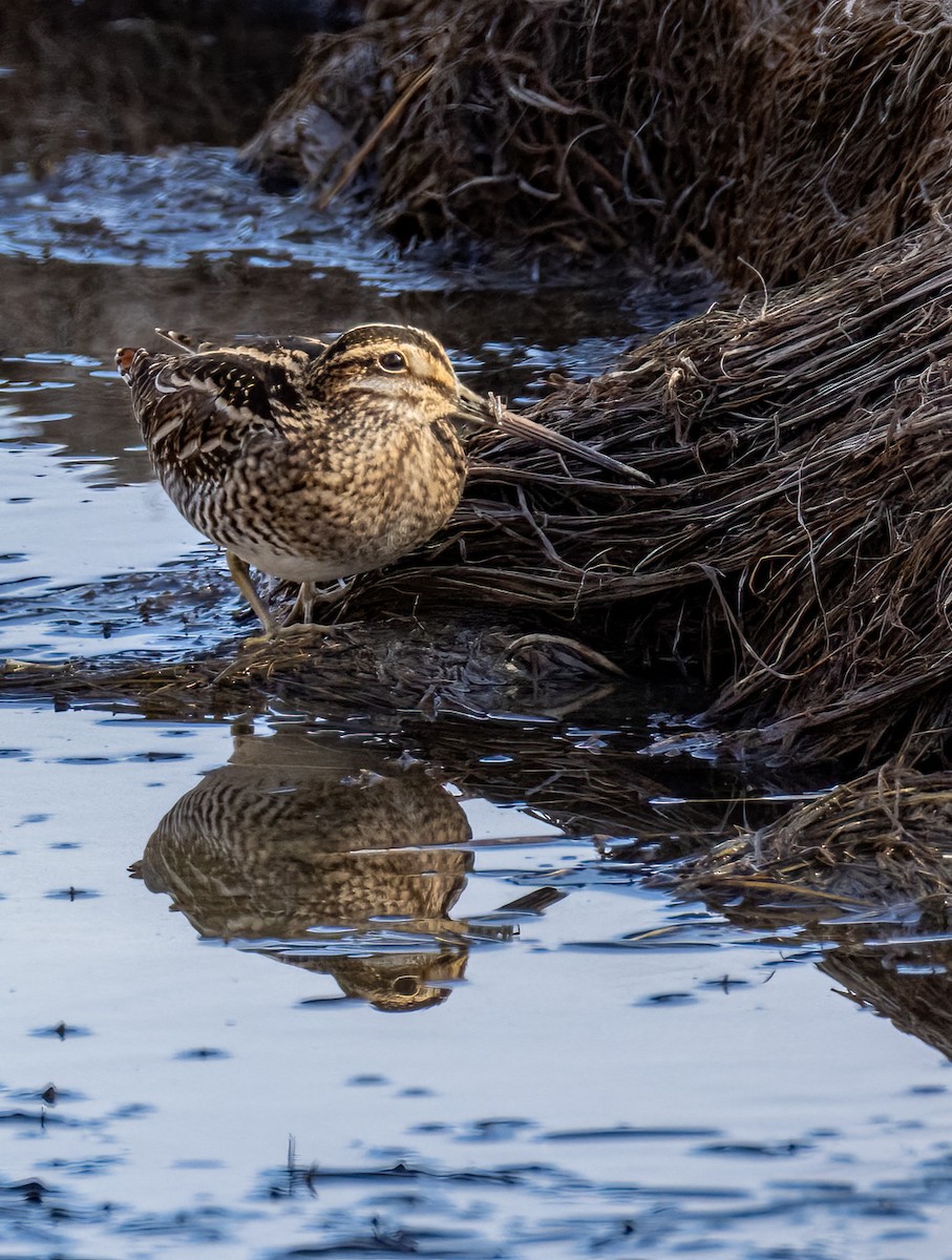 Wilson's Snipe - ML645536365