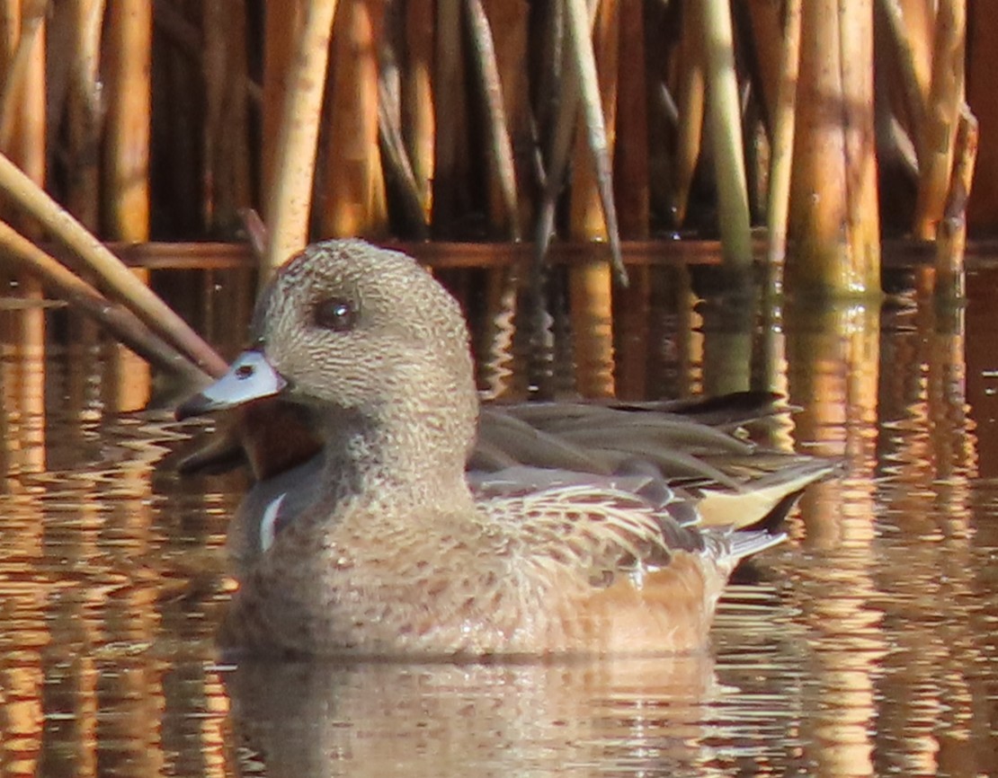 American Wigeon - ML645536368
