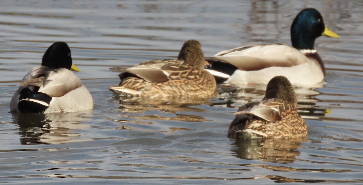 Mallard - ML645536370