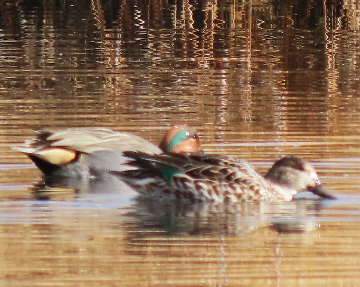 Green-winged Teal - ML645536375