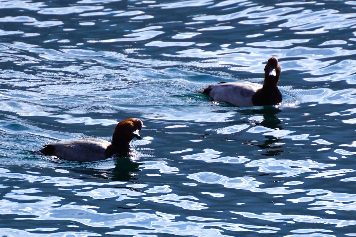 Common Pochard - ML645536410