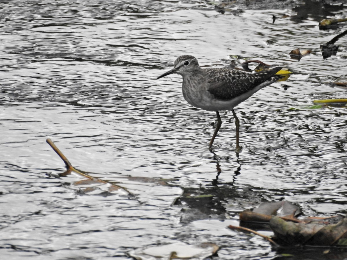 vodouš bahenní - ML645536472