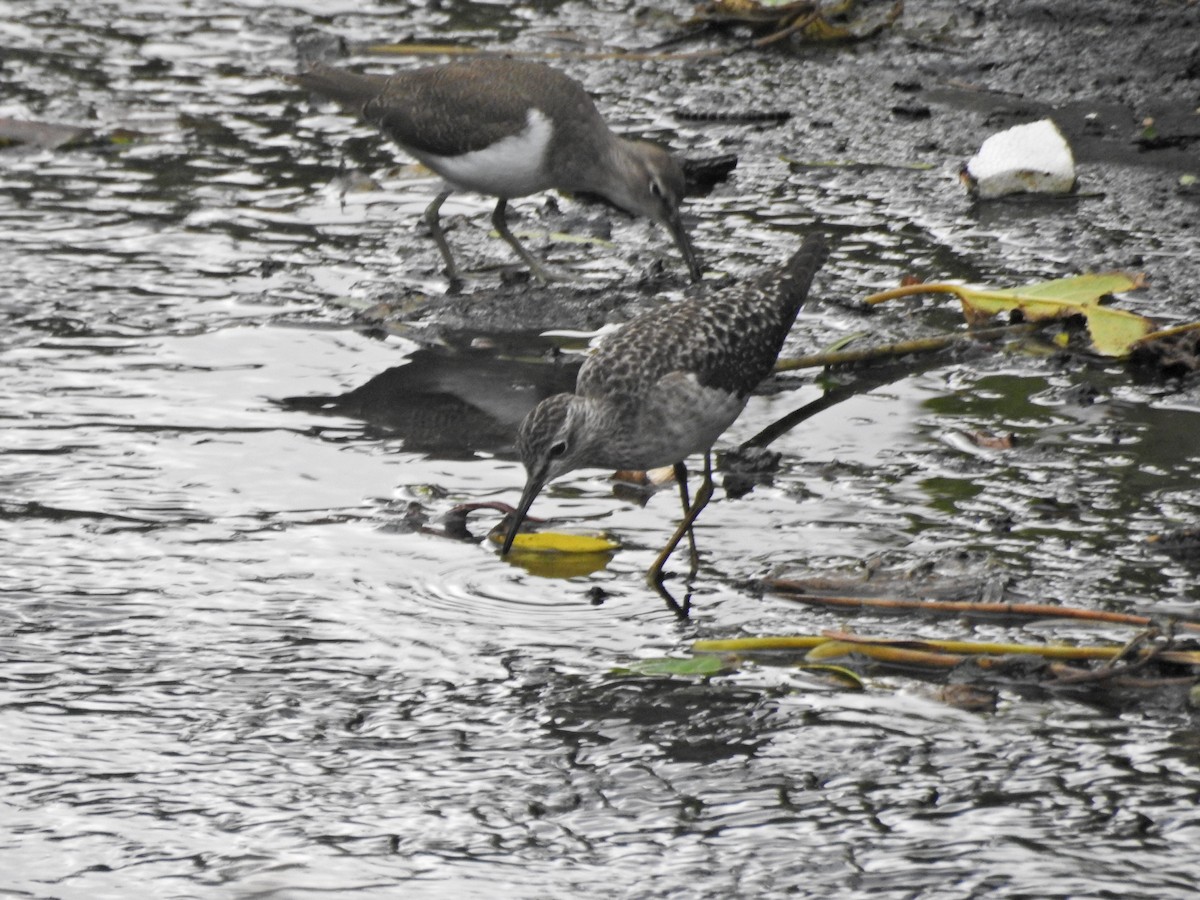 vodouš bahenní - ML645536473