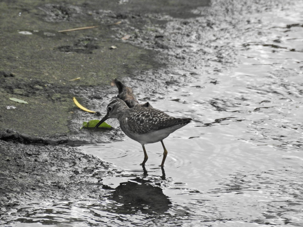 vodouš bahenní - ML645536474