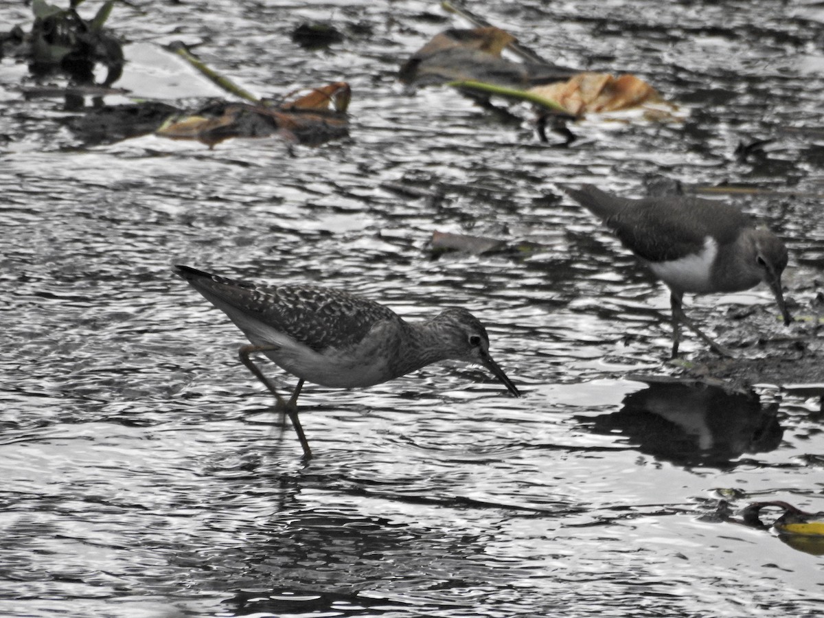 vodouš bahenní - ML645536475