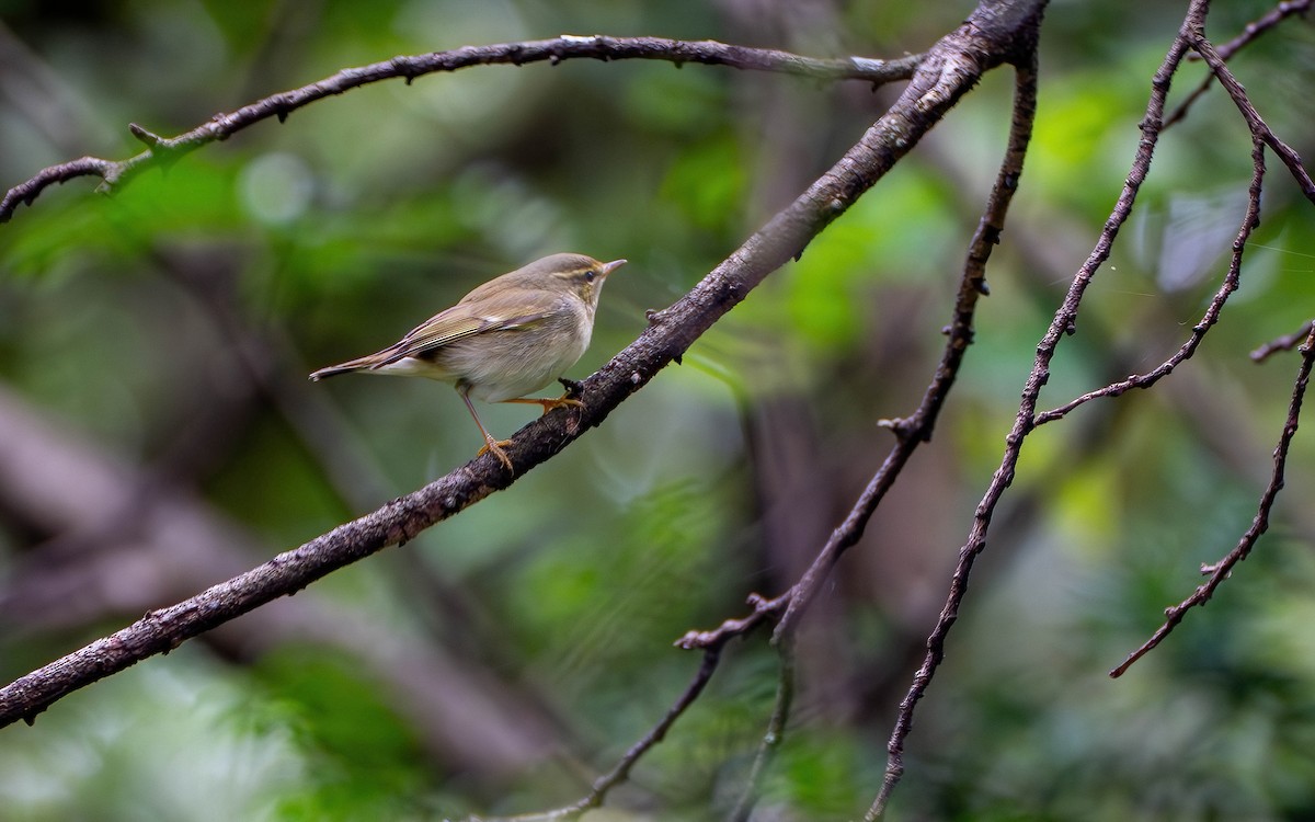 Arctic Warbler - ML645536476