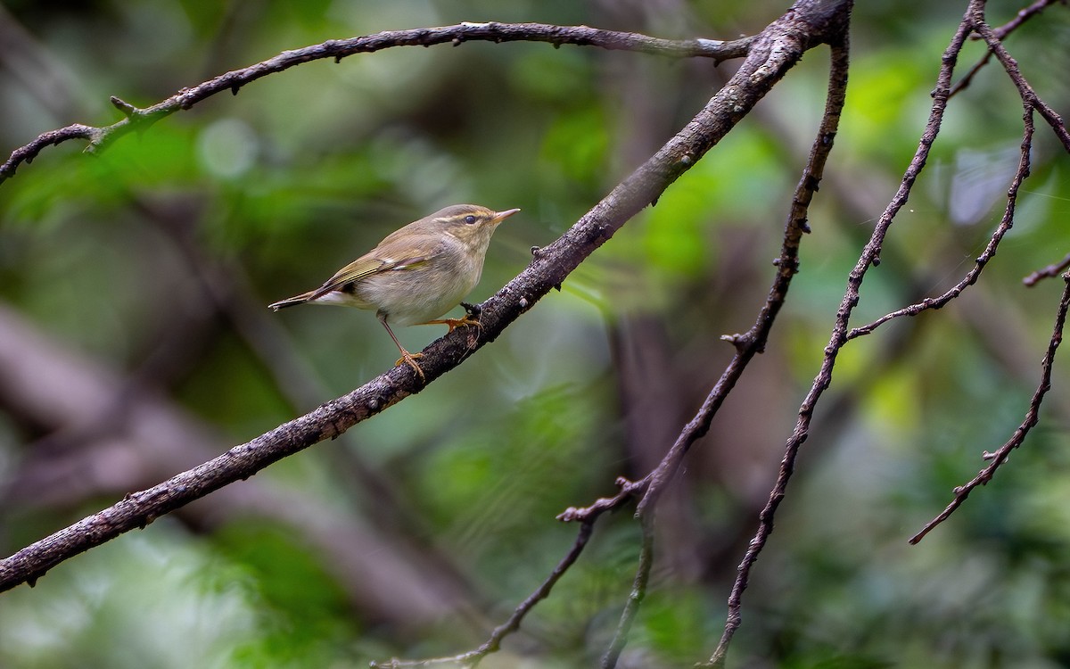 Arctic Warbler - ML645536477