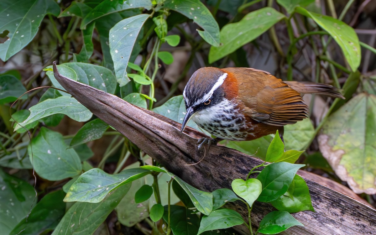 Taiwan Scimitar-Babbler - ML645536482